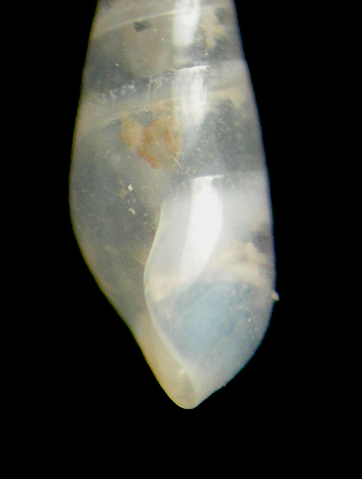 melanella 1